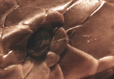 SnakeBite - What you should do